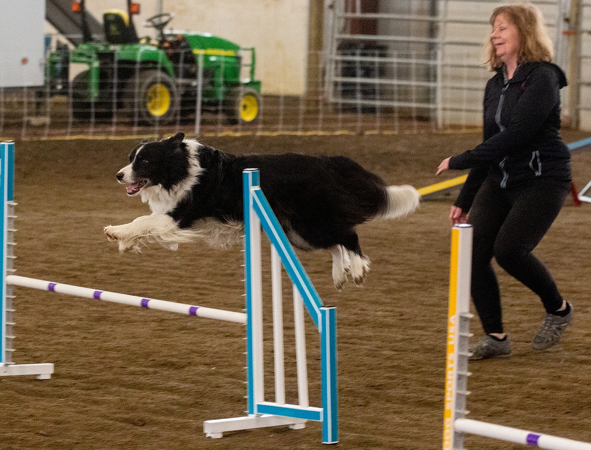 AKC Agility Trials Bring Trainers And Canines From Around The Northwest 